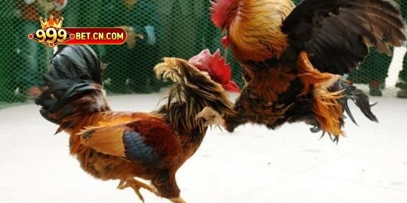 Đá Gà 999bet – Sân Chơi Cá Cược Cho Tín Đồ Mê Gà Chọi - IVONIX.BIZ