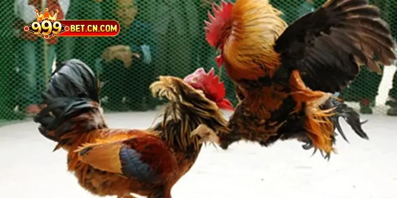 Đá Gà 999bet – Sân Chơi Cá Cược Cho Tín Đồ Mê Gà Chọi - IVONIX.BIZ